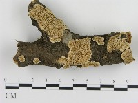 登錄號:F0017424藏品圖，第1張