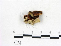 登錄號:F0017428藏品圖，第1張