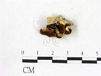 登錄號:F0017428藏品圖，第4張