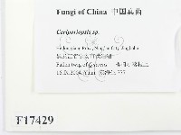 登錄號:F0017429藏品圖，第2張