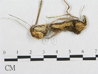 登錄號:F0017430藏品圖，第1張