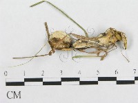 登錄號:F0017430藏品圖，第4張