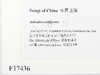 登錄號:F0017436藏品圖，第2張