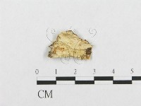 登錄號:F0017437藏品圖，第4張