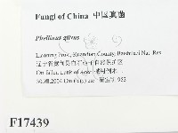 登錄號:F0017439藏品圖，第2張