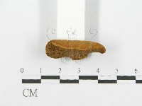登錄號:F0017439藏品圖，第5張