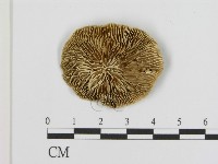 登錄號:F0017442藏品圖，第3張