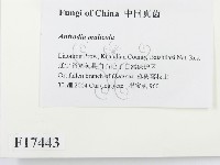 登錄號:F0017443藏品圖，第2張