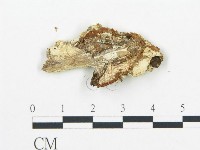 登錄號:F0017443藏品圖，第5張