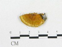 登錄號:F0017444藏品圖，第1張