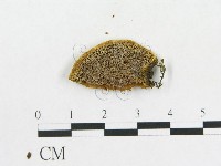 登錄號:F0017444藏品圖，第4張