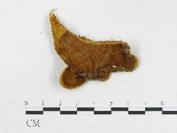 登錄號:F0017445藏品圖，第4張