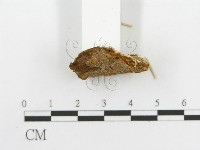 登錄號:F0017454藏品圖，第8張