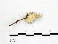 登錄號:F0017457藏品圖，第1張