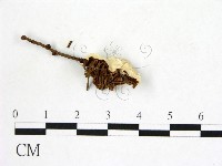 登錄號:F0017457藏品圖，第3張