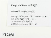 登錄號:F0017458藏品圖，第2張