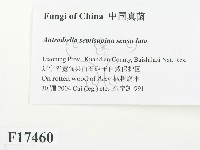 登錄號:F0017460藏品圖，第2張