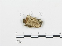 登錄號:F0017463藏品圖，第1張