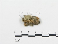 登錄號:F0017463藏品圖，第4張