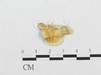 登錄號:F0017465藏品圖，第1張