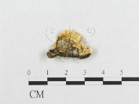 登錄號:F0017465藏品圖，第4張