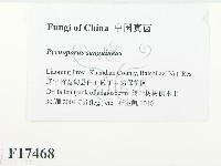 血紅密孔菌藏品圖，第2張