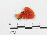 血紅密孔菌藏品圖，第4張