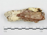 登錄號:F0017469藏品圖，第4張