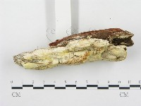 登錄號:F0017469藏品圖，第5張