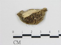 登錄號:F0017471藏品圖，第4張