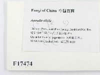 登錄號:F0017474藏品圖，第2張
