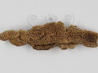 登錄號:F0017474藏品圖，第1張