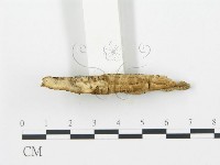 登錄號:F0017474藏品圖，第5張