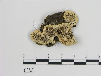登錄號:F0017475藏品圖，第1張
