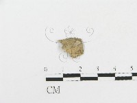 登錄號:F0017478藏品圖，第4張