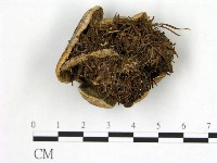 登錄號:F0017481藏品圖，第1張