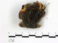 登錄號:F0017481藏品圖，第3張