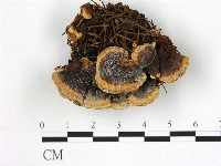 登錄號:F0017482藏品圖，第1張