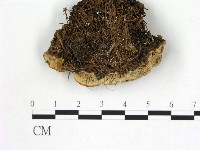 登錄號:F0017482藏品圖，第3張