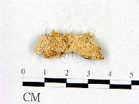 登錄號:F0017484藏品圖，第1張