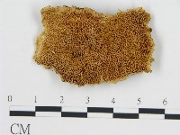 登錄號:F0017487藏品圖，第1張