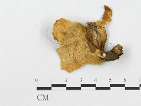 登錄號:F0017491藏品圖，第1張