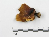 登錄號:F0017491藏品圖，第4張