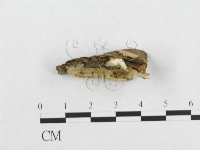 登錄號:F0017498藏品圖，第4張
