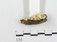 登錄號:F0017498藏品圖，第6張
