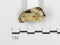 登錄號:F0017498藏品圖，第7張
