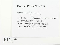 煙管菌藏品圖，第2張