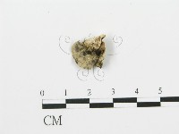 煙管菌藏品圖，第4張