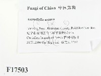 登錄號:F0017503藏品圖，第2張