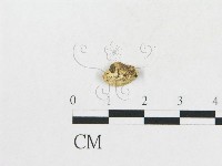 登錄號:F0017506藏品圖，第4張